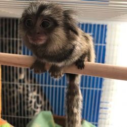 4 luni femela maimuță marmoset