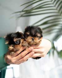 Adorabil ceașcă de ceai Yorkie.