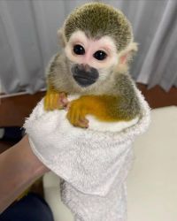 Adorabilă maimuță păianjen disponibilă