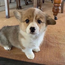 Adorabilul Pembroke Welsh Corgi.