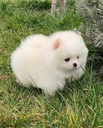 Adorable Pomeranian Puppy For Adoption