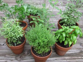 Agricultura germania-plante aromatice