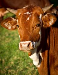 Angajăm ÎNGRIJITOR ANIMALE la o fermă cu vaci de lapte, in județul Bot