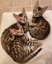 Baby Bengal & Sphynx Kittens
