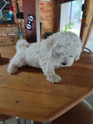 Bichon 