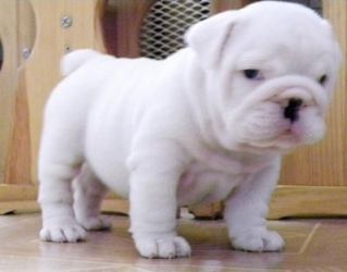 Bulldog Englez - Culoare albă fermecătoare