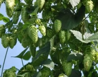 Butasi rizomi hamei hallertauer, northern brewer, saaz 50+25 gratis