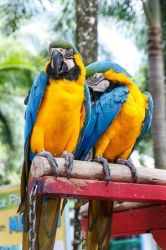 Cadou papagali vorbiti si inteligenti Macaws