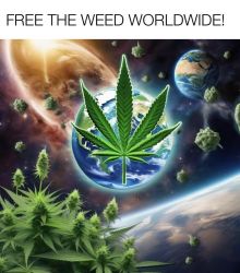 Cannabis Research Store