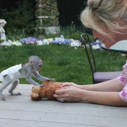 Capucini, veveriță, marmoset, maimuță păianjen și copii Kinkajou de vâ