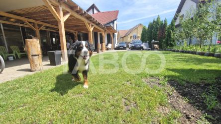 Casa individuala 4 camere cu teren generos si terasa inchisa Selimbar