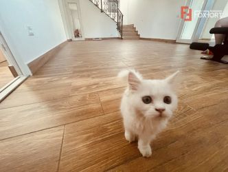 Casa individuala spatioasa cu 5 camere, 3 bai, moderna - ID V3999