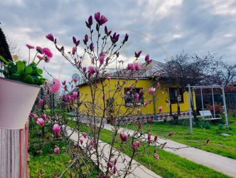 Casa Topoloveni - curte si livada, 3000 mp teren