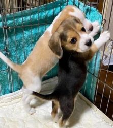 Căței Beagle fericiți și sănătoși de vânzare