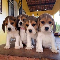 Căței Beagle sănătoși de vânzare
