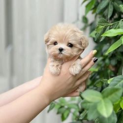 Cățeluș Maltipoo adorabil.