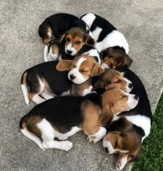 Cățeluși Beagle minunați.
