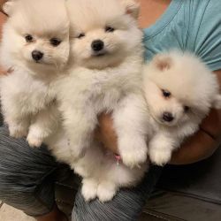 Cațeluși de Pomeranian minunați disponibili