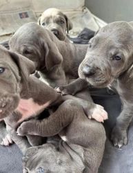 Cățeluși frumoși cu ceașcă de ceai Great Dane.
