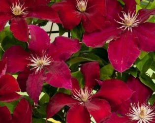Clematite la ghiveci-50+25 gratis-1m