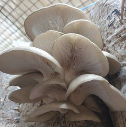  compost ciuperci pleurotus in saci de 8_10 kg