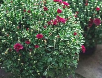 Crizanteme rasad butasi multiflora 50+25 gratis