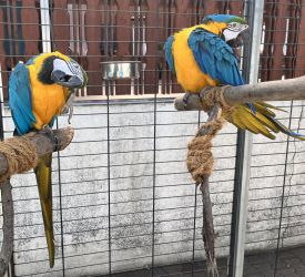 De vânzare papagal macaw albastru și auriu