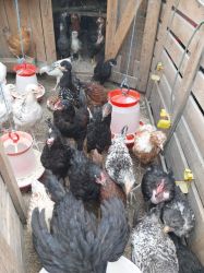 DISPONIBILI COCOSI DE 10 LUNI