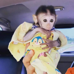 Două maimuțe capucine disponibile!!