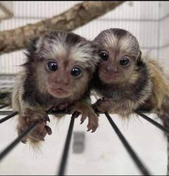 Două maimuțe marmoset bine antrenate disponibile