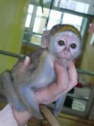 Drăguț de maimuță capucină de vânzare