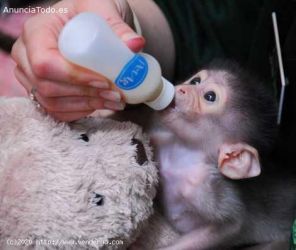 Drăguțe maimuțe capucine care au nevoie de o nouă casă
