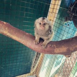 Dulce pui de maimuță marmoset pentru o casă nouă
