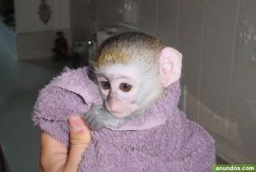 Excelenți pui de maimuțe capucin pentru adopție