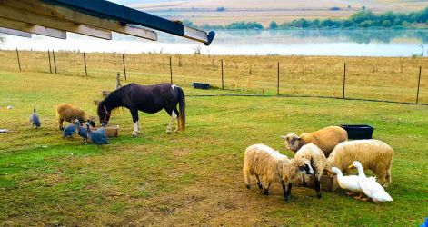 Ferme de animale germania