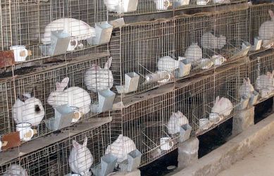 Ferme de iepuri germania