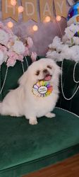 Frizerie canina DogMery Pet Pitesti