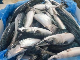Frozen Atlantic Mackerel Fish / Frozen Pacific Mackerel & Frozen Horse