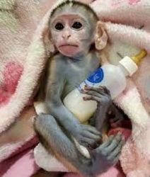 Frumoasă maimuță capucină de vânzare