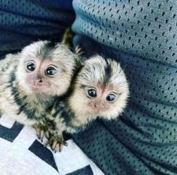 Frumoase maimuțe marmoset mascul și femela de vânzare