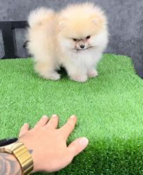 Frumos cățeluș pomeranian ceașcă.