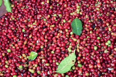 Green Coffee Grading +256790560642 exporter Organic coffee beans Roma