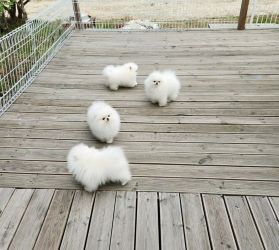 KC Pomeranian Alb