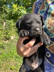 Labrador Retriever Pui