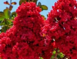 Liliac parfumat rosu,roz,galben,alb si mov-50+25 gratis