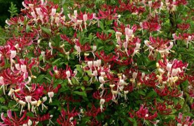 Lonicera japonica -caprifoi-gard viu-50+25 gratis