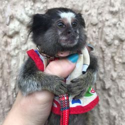 Maimuță afectuoasă marmoset de vânzare