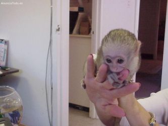 Maimuță Cappuchin de 3 luni de vânzare