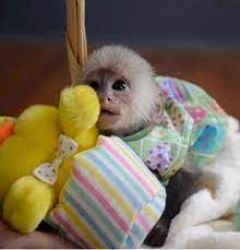 Maimuță capucină de vânzare