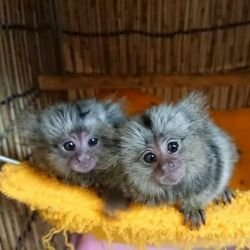 Maimuță Marmoset adorabilă disponibilă pentru adopție